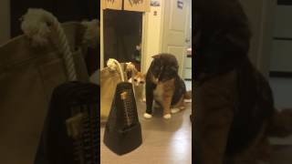 Cats aren't sure about metronome
