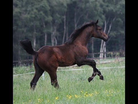 Showjumper f. Hickstead White x Stakkato Gold x Libero-H