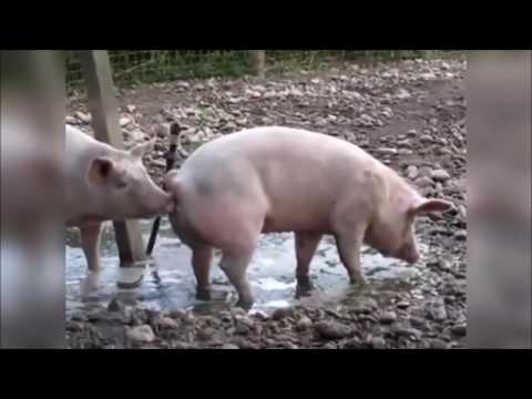 Le Zap De Spi0n N°212