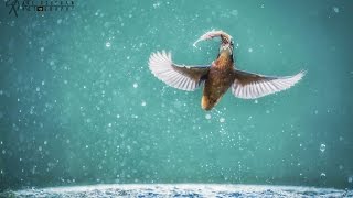 Kingfishers
