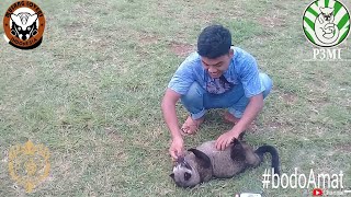 550+ Gambar Hewan Musang Congkok Gratis Terbaik