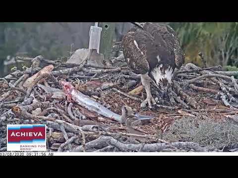 Morning fish delivery, 3/8/20 - Achieva osprey nest