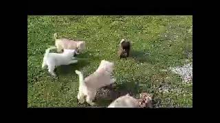 Alaskan Malamute Puppies Videos