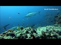 Dive Rasdhoo March 2018, Rochen, Haie, Weißspitzen Riffhaie, Dive Rasdhoo, Malediven
