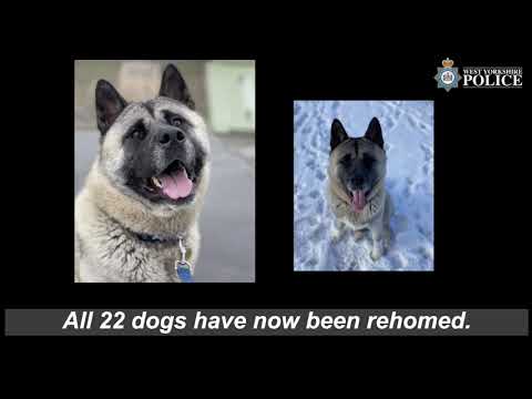 Neglected dogs found by officers in Bradford all rehomed