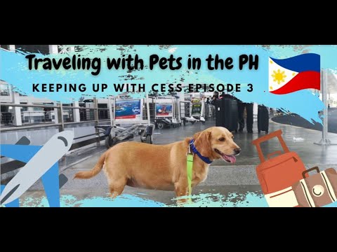 Traveling with Pets in the PH by Plane | Travel Philippines | Keeping Up with Cess