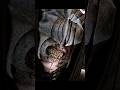 ⚔️ Aragorn Faces the Black Gate | The Mouth of Sauron Appears 👁️🔥