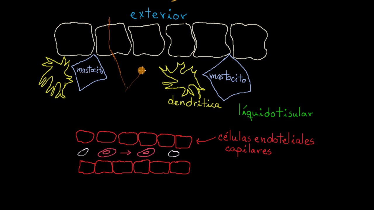 Respuesta inflamatoria | Khan Academy en Español