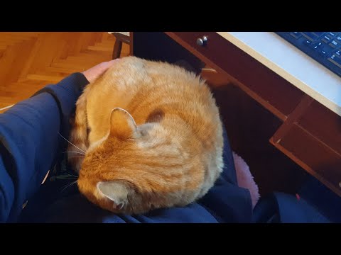 Cats Love Jumping Into Their Dad's Lap