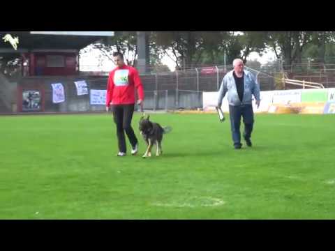 Granit vom Spektefeld - SV Bundessiegerprüfung 2017 - C