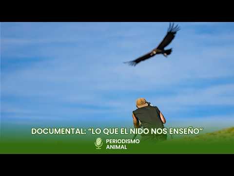 "LO QUE EL NIDO NOS ENSEÑO" - DOCUMENTAL SOBRE LA VIDA DE LOS CÓNDORES ANDINOS EN LIBERTAD
