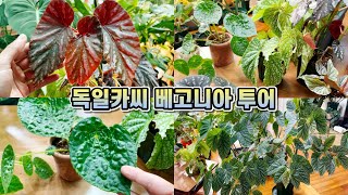 독일카씨 베고니아 투어!! 목베고니아, 근경베고니아 키우는법, 번식하기, 분갈이, 비료, 수형정리와 교정까지…