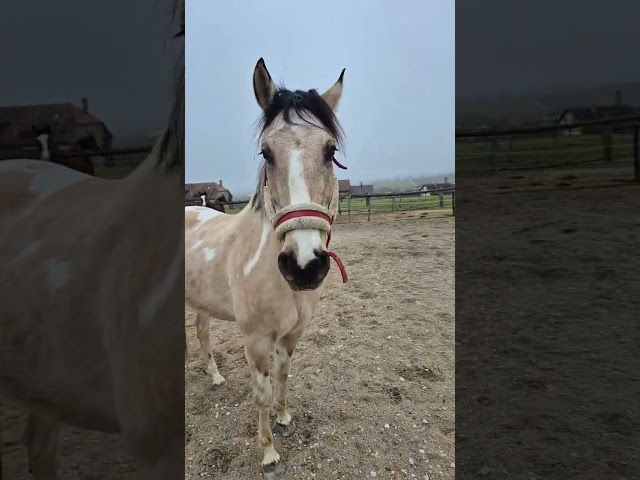 Jument croisée Paint x Lusitanien à vendre