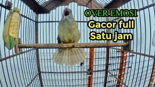 Download lagu Kapas Tembak Gacor Full Buka Ekor mp3