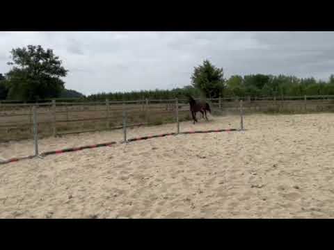 Talou-Belle Z:TALOUBET Z x SINGAPORE