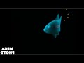 Nickelodeon Fish Logo In Mystery Effect