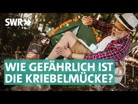 Kriebelmücken und andere Insekten: Wie kann ich mich schützen? | Marktcheck SWR