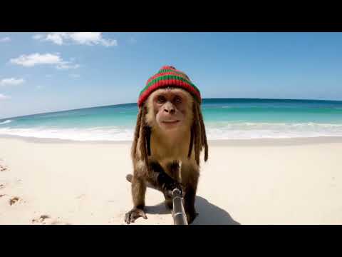 tsunami vs jahmunkey 🌊