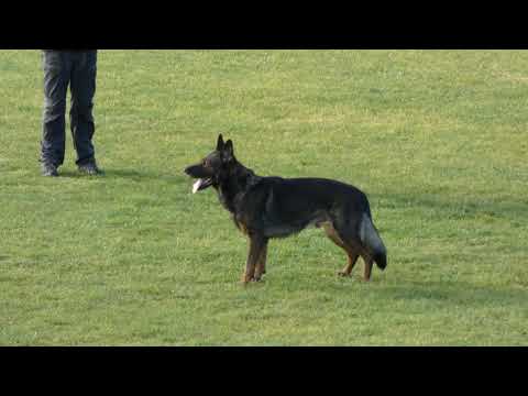 WUSV 2021 USA 1   CARINA SWEENEY HOPPER VOM BRACHTPETAL B 91