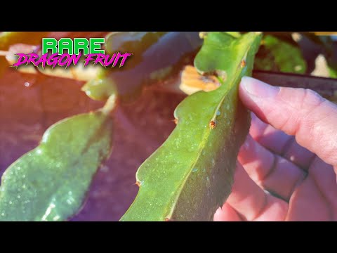 MARIA ROSA DRAGON FRUIT SPOTLIGHT and a Fuchsia FLESHED Variety that Gets confused With Maria Rosa.