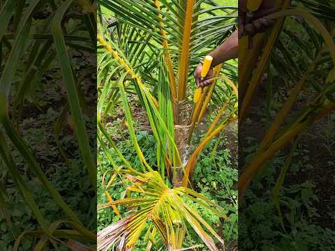 coconut farming techniques, planting care, harvesting,  cultivation practices of coconut.