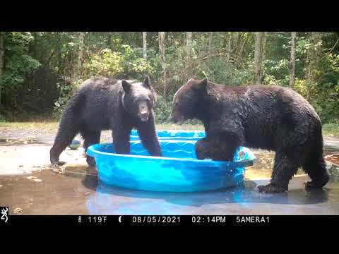 really need hima walasa