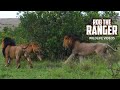 Lions Chase Their Sons Maasai Mara Safari Zebra Plains
