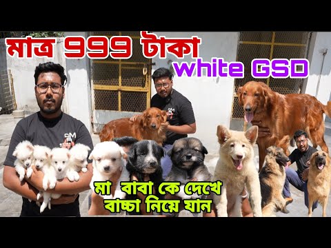 শুধু মাত্র 999 টাকা কুকুর ! মা ও বাবা কে দেখে বাচ্চা নিয়ে যান ! White GSD ! dog market in Kolkata