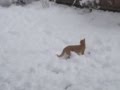 Orange Tabby Brothers Snow Cats
