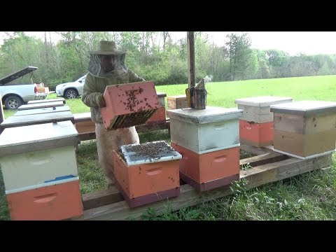 , title : 'Making a vertical split on our bee hive.'