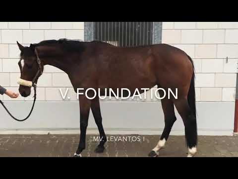 Horse for Sale V. Foundation / Pferd zu verkaufen