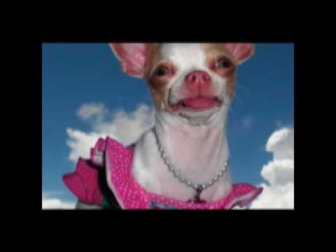 Royal K - Wobbly Folks