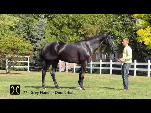 Hanoverian Stallion Licensing 2016 No  77 by Grey Flanell Donnerhall