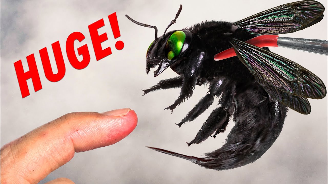 Stung by a GIANT Black Bee!