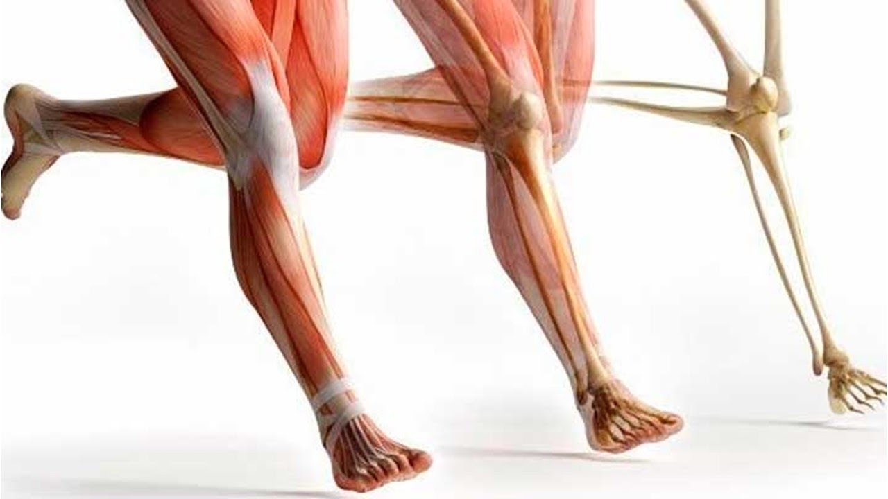 ¿Cuál es la diferencia entre TENDÓN y LIGAMENTO