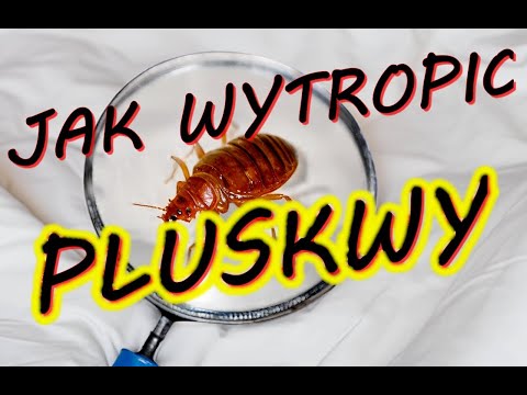 PLUSKWY jak wytropić i się pozbyć Eryk Połeć w Pytanie na Śniadanie TVP Sierpień 2023