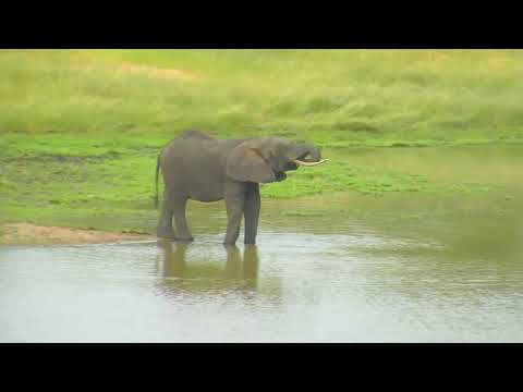 Djuma: Lone Elephant bull gets a quick drink - 16:18 -  03/04/19