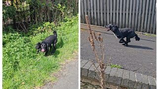 Dusky's Adventures 🐾 | Exploring around the Tarka Trail at Bideford, Devon
