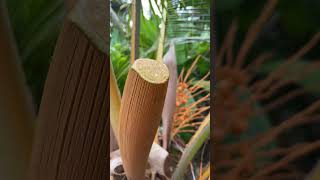 Download lagu Coconut Toddy mp3