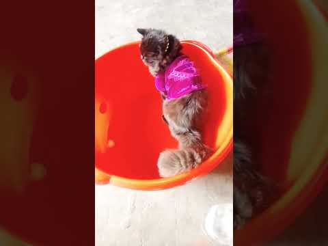 #fayyaz #cat #vlog #catlover