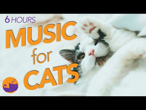 Música Mágica para Gatos: Calma a tu Gato al Instante🐾🐱