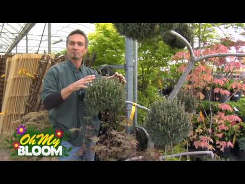 Scots Pine (Scotch Pine) Tree - Overview