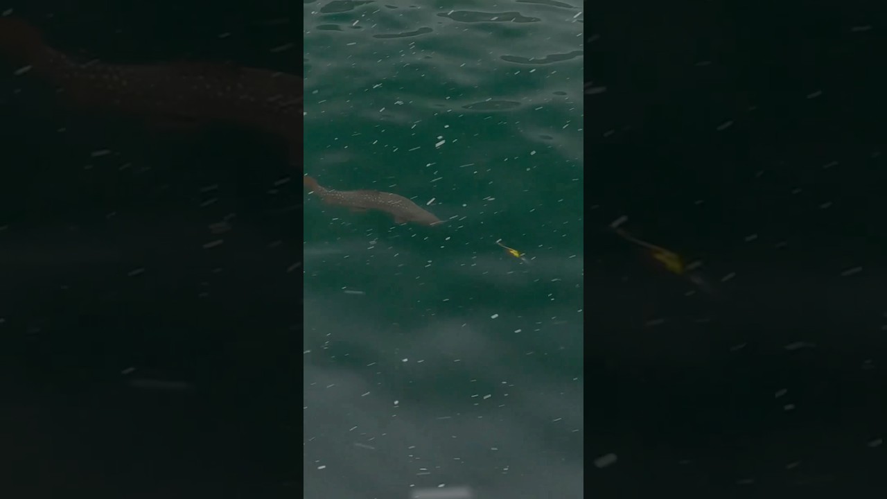 このチェイス、心臓に悪い。#fishing #エリアミノーイング #エリアトラウト