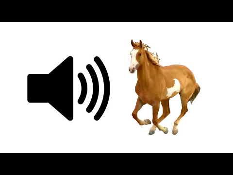 Horse - Sound Effect