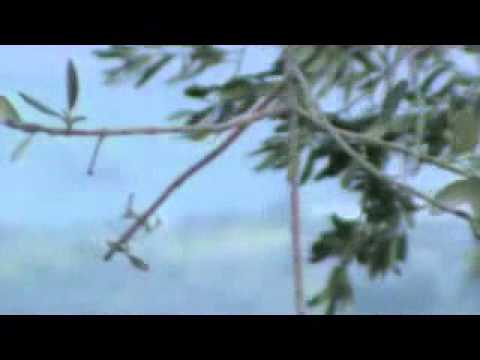 اشتباكات بين عناصر لواء درع العاصي وقوات النظام في الجانودية