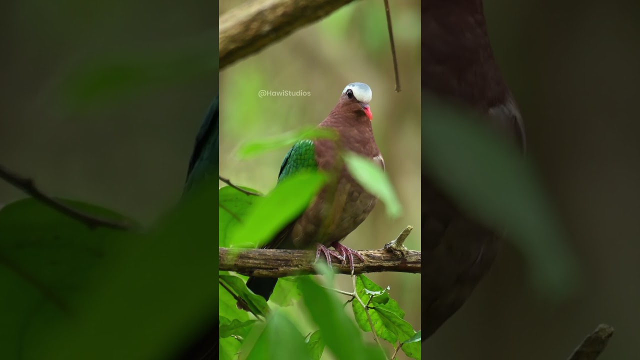 Emerald Dove Biology: Morphology and Foraging Adaptations