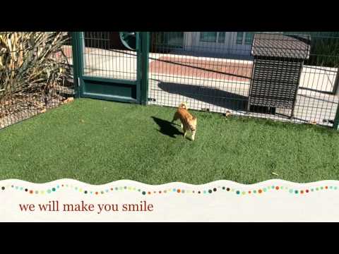 Savannah & Jacqueline, adoptable dogs