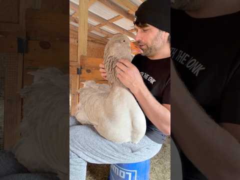 Tank🪿 checkup went great—he’s walking well! Checked Splash🪿 and found something shocking 😱 #goose