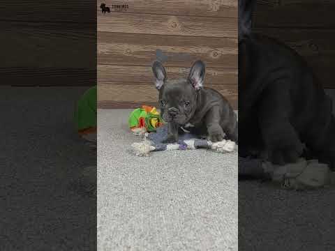 Video 5