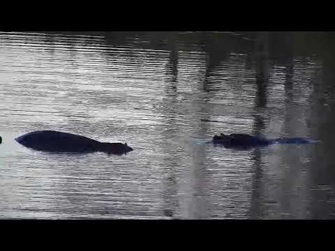 Djuma: Three Hippos-male and calf yawning often - 17:01 - 06/22/21